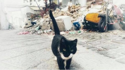 Il grido dalla Zona Rossa: “Hanno rubato e brutalizzato i nostri gatti” – Il Dispari Quotidiano (Comunicati Stampa) (Blog)