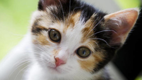 “I gatti più belli del mondo” a Scanzorosciate – BergamoNews.it