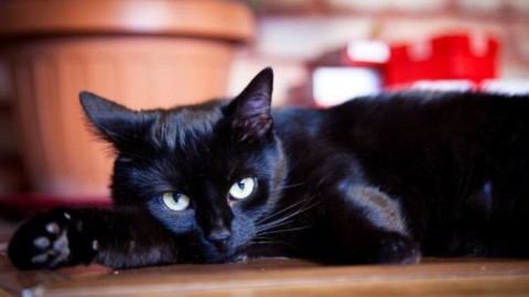 Gatto nero: storia della superstizione (e perché invece porta fortuna!) – greenMe.it