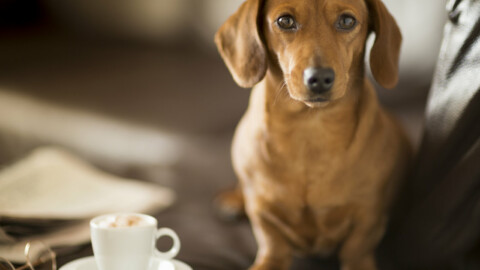 New York avrà il suo primo “dog cafè”, dove cani e padroni saranno … – L'Huffington Post