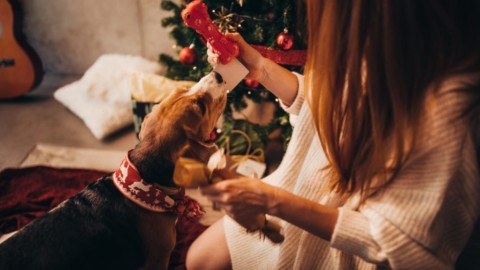 Amici pelosi in festa: il Natale degli animali domestici – Stile.it