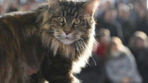 In migliaia a Sorbano per i gatti più belli del mondo – Video – il Tirreno – Il Tirreno