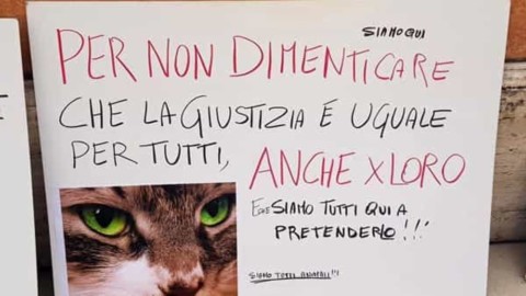FLASH – “Garage degli orrori”, assolto il presunto torturatore dei gatti … – PerugiaToday