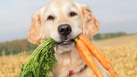 La dieta migliore per i cani: NO a croccantini e cibi in scatola, ecco … – Meteo Web