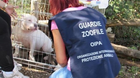 Roma, animali maltrattati: orecchie e code tagliate a cani coi … – Corriere della Sera