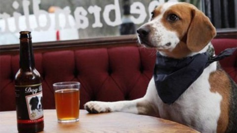 Canavese, multe a chi porta i cani in bar, ristoranti e negozi alimentari – La Repubblica