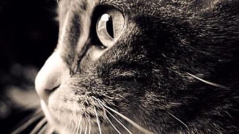Condanna da record per le bastonate contro il gatto: quattro mesi di … – il Giornale