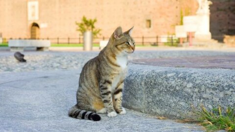 Gatto mania, ora anche un festival per gli amanti dei felini – La Sicilia