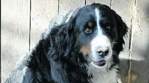 Suyaya muore di parto: i suoi cinque cuccioli adottati da un altro cane – Il Gazzettino