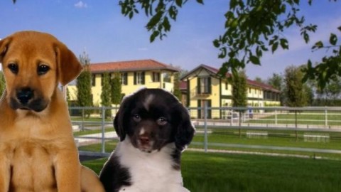 Villa Sant'Uberto: Patentino del cane buon cittadino – LegnanoNews