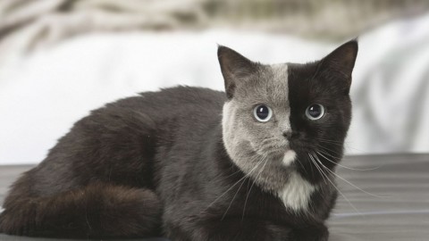 Gatto con la testa divisa a metà: lo scatto fa il giro del mondo [FOTO] – Velvet Pets