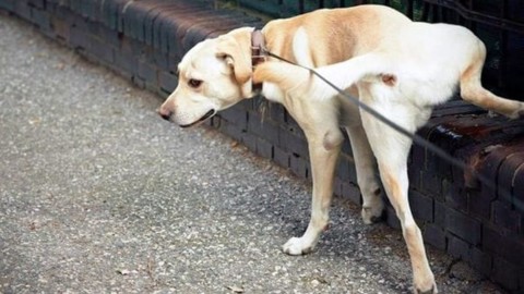 Omegna, non basta più il sacchettino: i proprietari di cani dovranno … – Novara Today