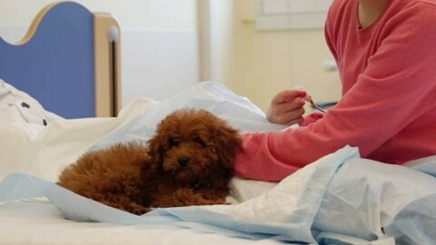 Ospedale, il cane potrà far visita al padrone ricoverato: ecco la … – La Nazione