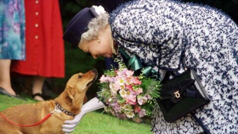 Bimbo scrive alla regina Elisabetta, “Maestà mi regala un cane?” Lei … – Il Giorno