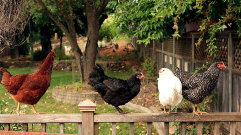 Con “Adotta una cocca” fino a 4 galline anche nei giardini urbani – Tuttosullegalline.it (Blog)