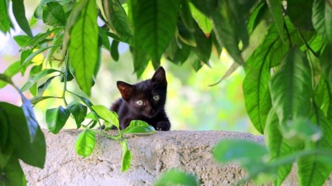 Le piante pericolose per il gatto – tio.ch
