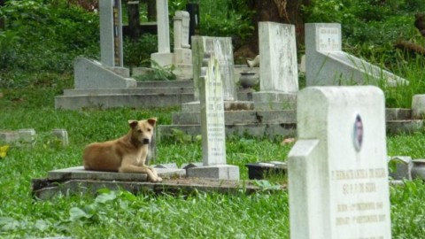Storie di cani che dopo la morte continuano ad amare i padroni – Bergamo Post