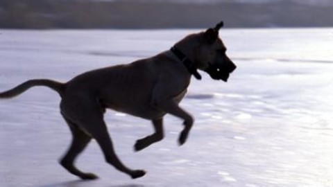 Come proteggere cani e gatti dal gelo di Burian – Adnkronos