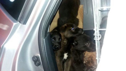 Stipati in auto tra le feci: sequestrati dalla PolStrada 23 cuccioli da … – CesenaToday