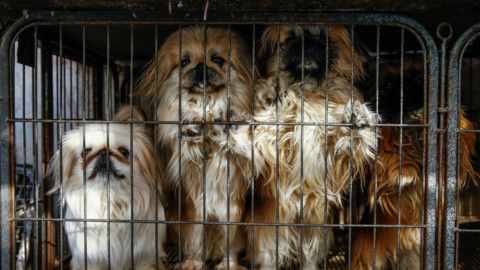 Nell'anno cinese del cane la razza pechinese è in grave crisi: “Si … – Il Sole 24 Ore