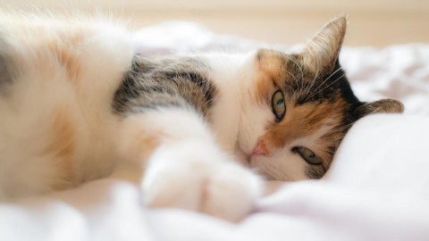 Eurispes: il 53% dei proprietari dorme nel letto con i propri animali … – Il Secolo XIX