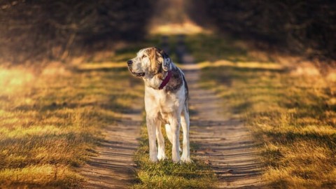 Cani che non abbaiano: quali sono le razze di cani più silenziose? – TuttoGreen