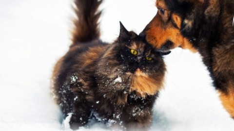 Come proteggere gli animali dal freddo – Brescia Settegiorni – Brescia Settegiorni