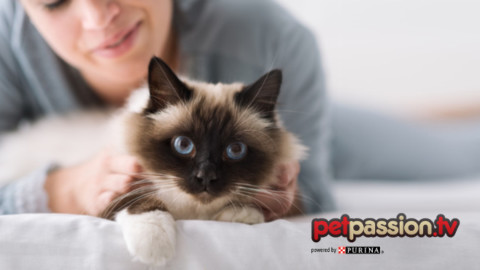 Sai che i gatti scelgono da soli il proprio riferimento? – Petpassion.tv
