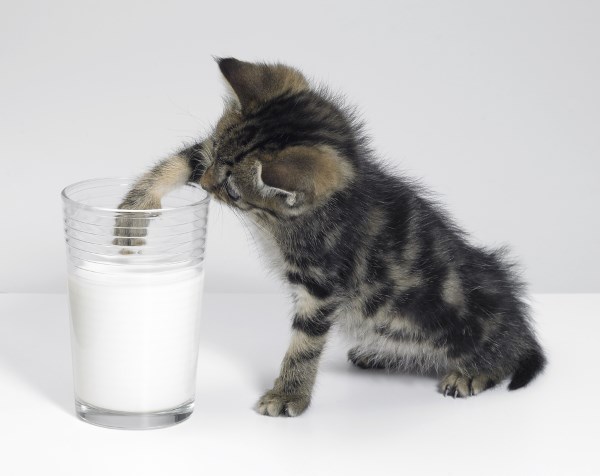 gatto latte