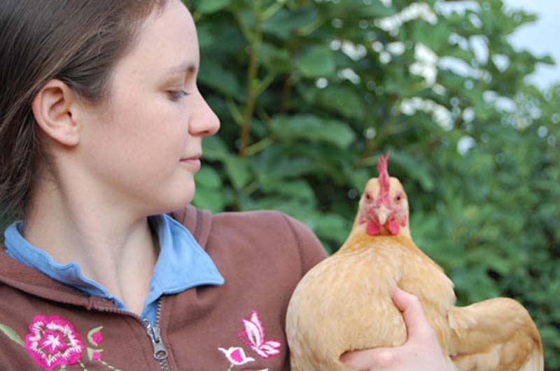 La gallina è un animale domestico che può essere allevato anche come animale d'affezione o da compagnia