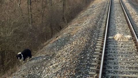 Un cane veglia l'amico morto sotto il treno – il Corriere delle Alpi
