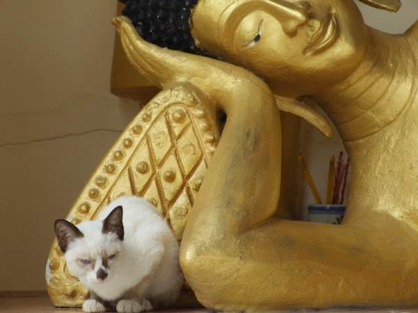 leggenda buddismo gatti