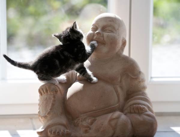 leggenda buddismo gatti1