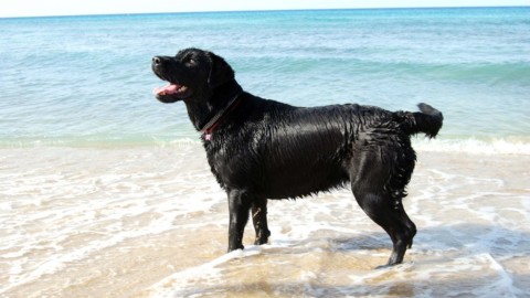 Labrador, un cane “pop” con il carattere da giocherellone – LifeGate