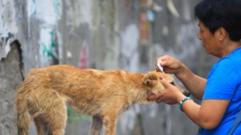 Nigeriano mangia carne di cane in Calabria: ecco dove è consentito … – Blasting News