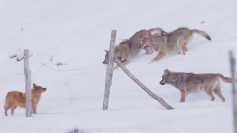 Tre lupi attaccano un cane in montagna, la sua incredibile fuga – La Stampa