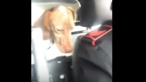 Carabinieri “arrestano” un cane: ecco il video esilarante dello … – 105.net
