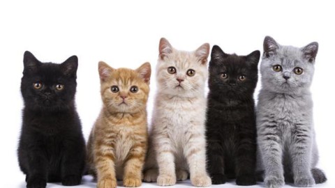 Un po' maghi, un po' acrobati: i gatti da «maledetti» a signori del web – Corriere della Sera