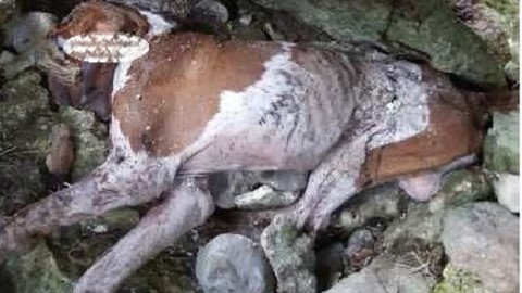 Cane da caccia ucciso con una fucilata in testa, l'Enpa: «Vogliamo il … – Il Gazzettino