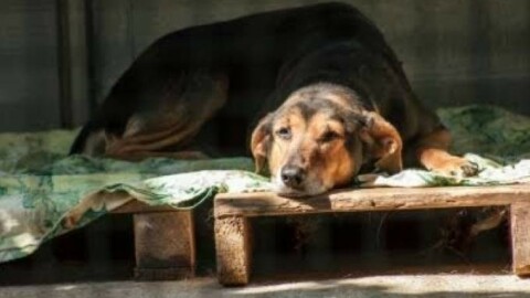 Strage di cani a Sciacca: ascoltate 12 persone. Due sospettati – Quotidiano.net