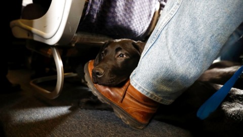 Cani in volo, ancora una disavventura: cucciolo fa il giro degli Usa … – Rai News