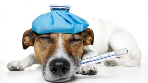 Come prendersi cura dei cani malati – Levante News