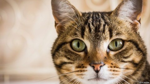 Come i gatti hanno conquistato il mondo antico – Infinity News (Blog)