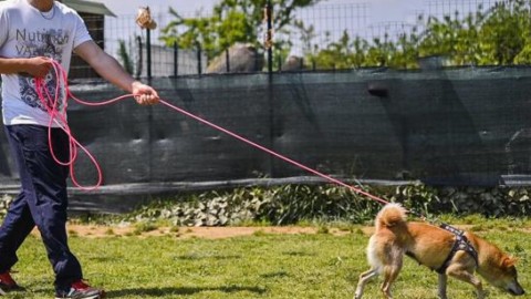 Cani che cercano cani (smarriti): arriva l'animal trailing – Corriere della Sera