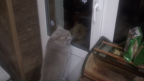 Il gatto Giacobbe parla: “Aprimi la porta” [VIDEO] – Velvet Pets