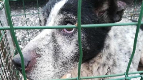 Cane salvato dai pompieri, era finito in una voragine 3 settimane fa – Corriere della Sera