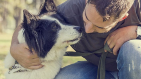 Cani adottati: quando un cane realizza di aver trovato un padrone – www.amoreaquattrozampe.it (Blog)