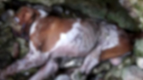 Caltrano, cane da caccia ucciso brutalmente: si cerca il responsabile – VicenzaToday
