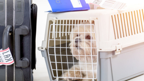 Volare con il cane: come sono le regole per viaggiare sereni – Vanity Fair.it