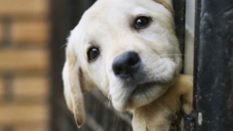 Incentivi per adottare cani, «Sono vietati da legge regionale» – Cronache Maceratesi